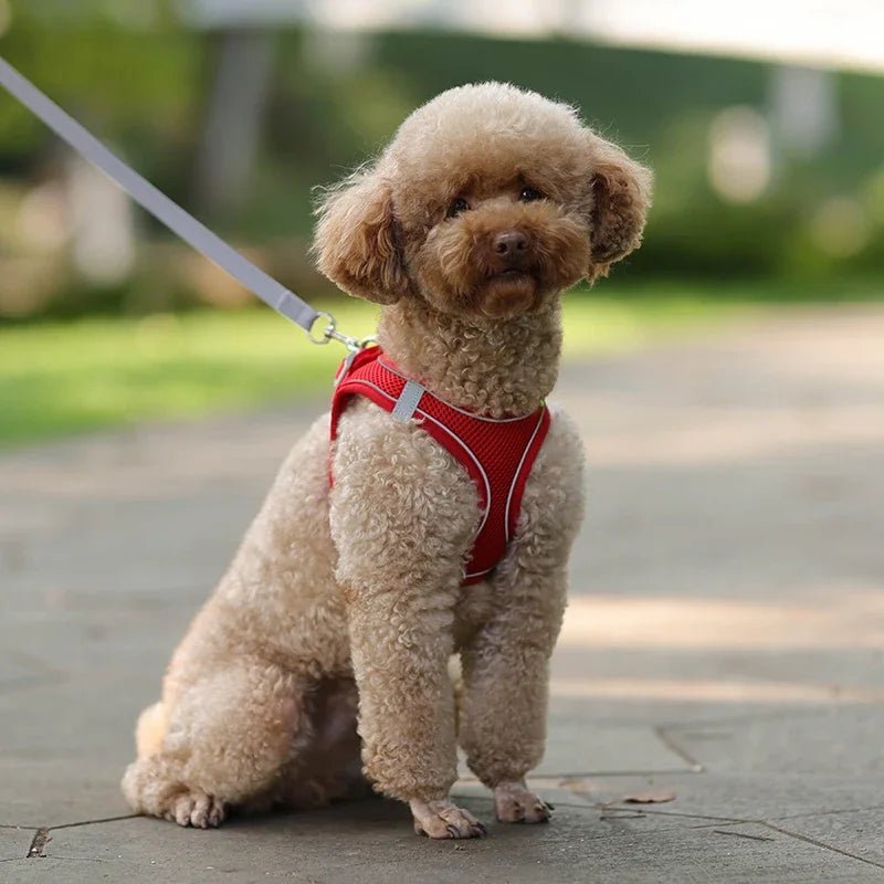 Ensemble gilet et laisse en maille d'été pour petits chiens, harnais réglable pour chiot et chat - Élite Canine Shop Élite Canine Shop
