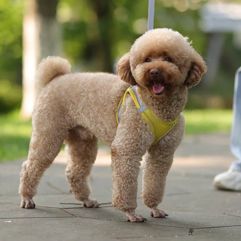 Ensemble gilet et laisse en maille d'été pour petits chiens, harnais réglable pour chiot et chat - Élite Canine Shop Élite Canine Shop