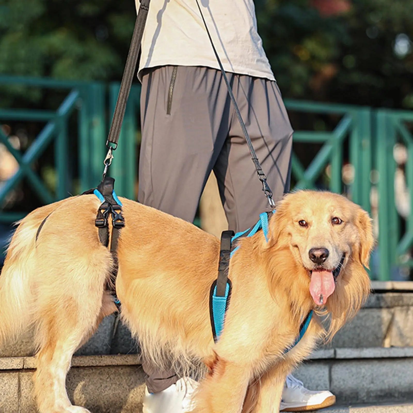 Harnais de levage pour chien - Élite Canine Shop Élite Canine Shop
