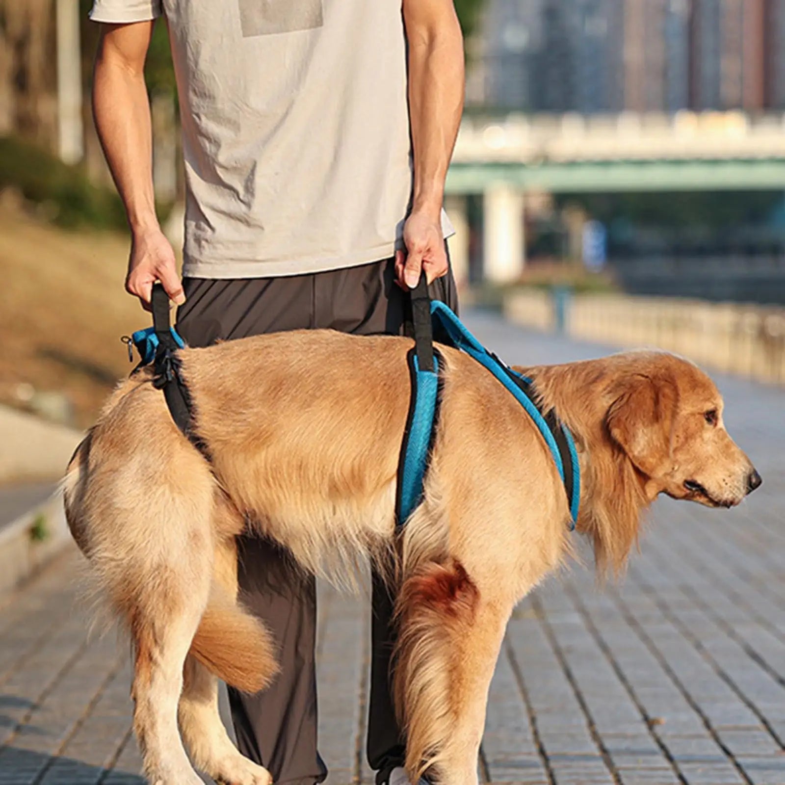 Harnais de levage pour chien - Élite Canine Shop Élite Canine Shop