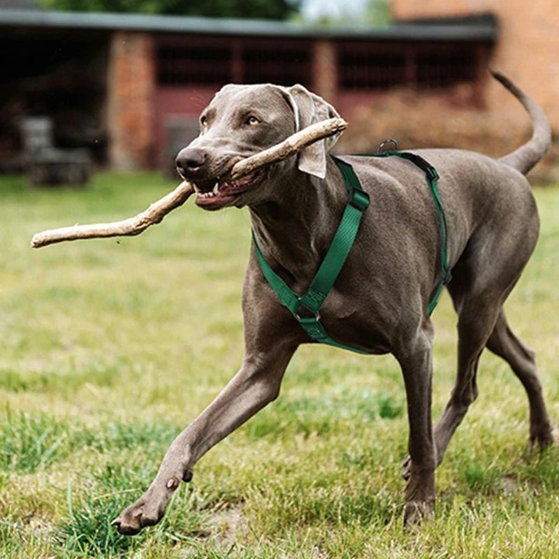 Harnais pour chien en forme de H - Élite Canine Shop Élite Canine Shop